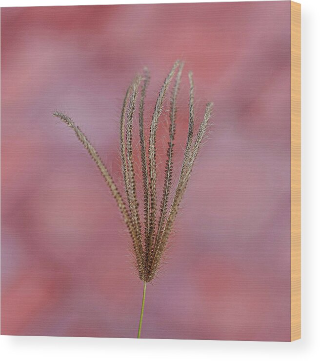 Red Background Wood Print featuring the photograph Flower in Cozumel, Mexicao by David Morehead