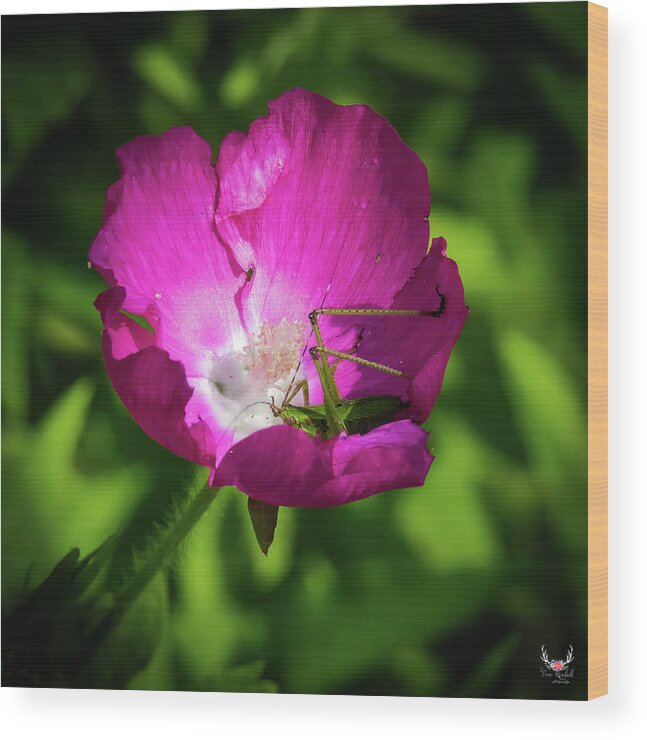 Winecup Wood Print featuring the photograph Flower Surprise by Pam Rendall