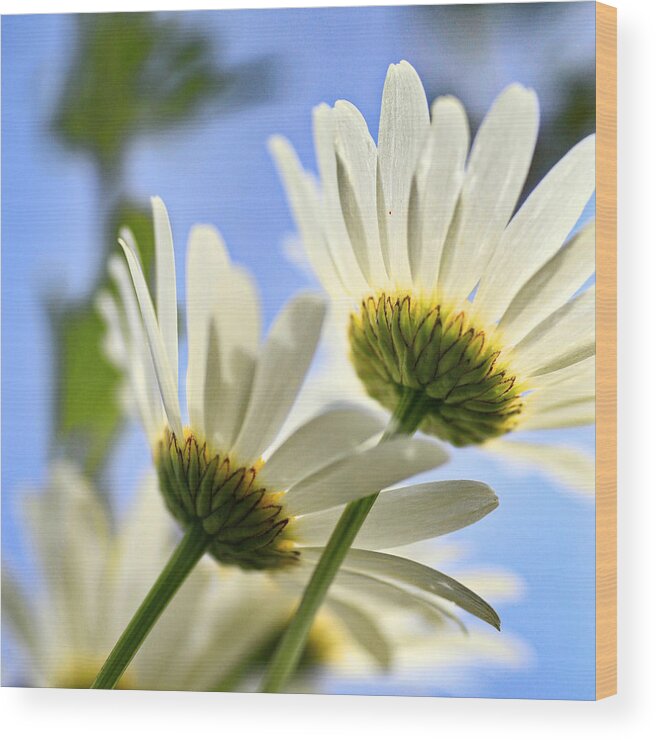 Daisy Wood Print featuring the photograph Flowers 1 by Carol Jorgensen