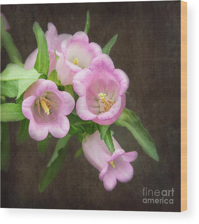 Gardens Wood Print featuring the photograph Flowing Bells by Marilyn Cornwell