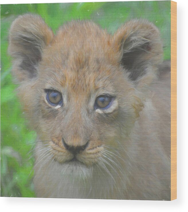 Lion Wood Print featuring the photograph Future Lion King Cub by Rebecca Herranen