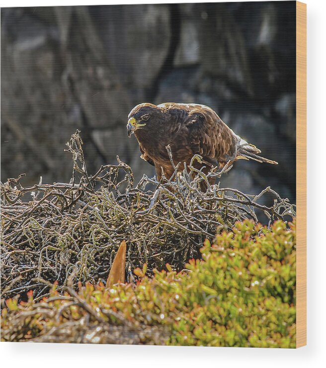 Animal In The Wild Wood Print featuring the photograph Galapagos hawk at nest by Henri Leduc