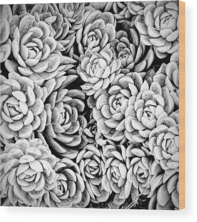 White Wood Print featuring the photograph Garden Succulent Botanicals I Black and White by Debra and Dave Vanderlaan