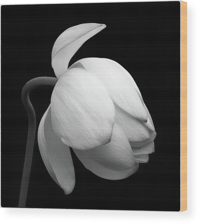 Lotus Wood Print featuring the photograph Gentle Beauty by Elvira Peretsman