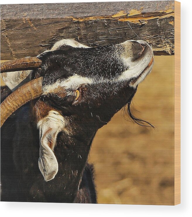 Goat Horns Fence Wood Close Wood Print featuring the photograph Goat by John Linnemeyer