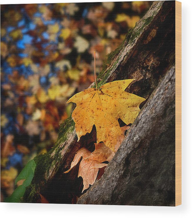 Autumn Wood Print featuring the photograph Golden Leaf 2 by Wendell Thompson