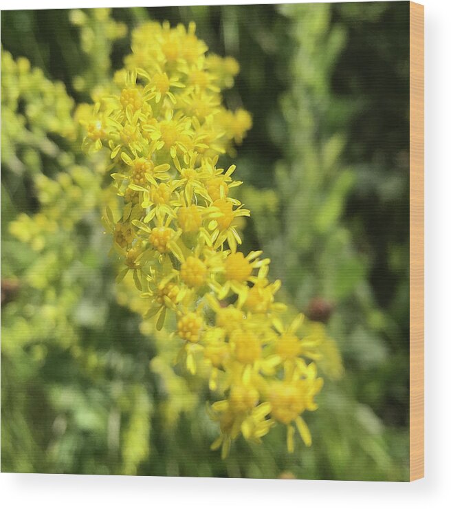 Goldenrod Wood Print featuring the photograph Goldenrod by Perry Hoffman