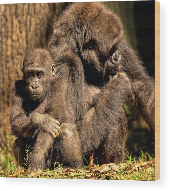 Gorilla Wood Print featuring the photograph Gorilla Family by Karen Cox
