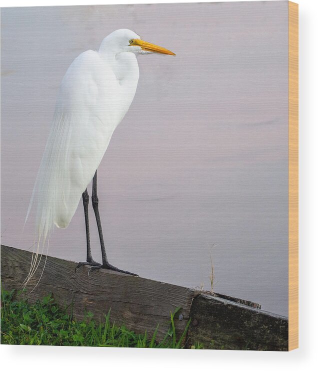 Great White Egret Wood Print featuring the photograph Great White Egret Enjoying a Lovely Florida Day by L Bosco