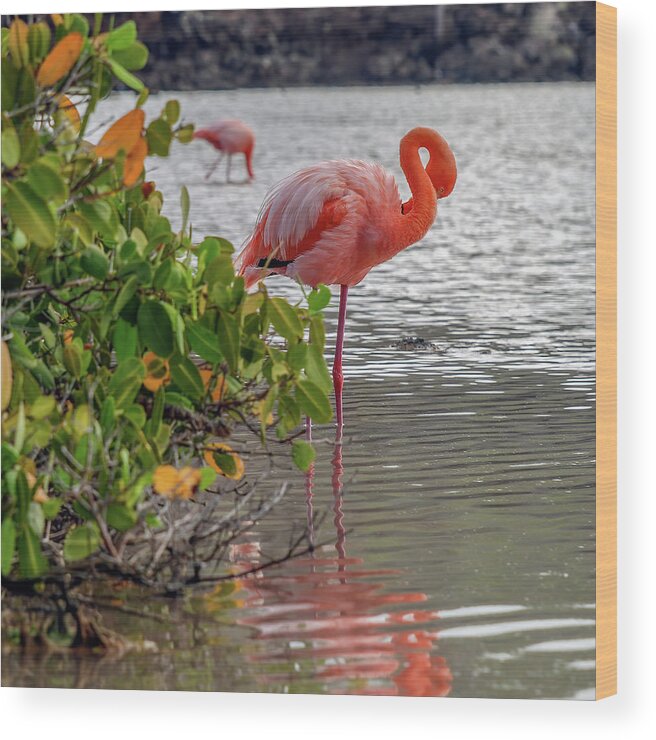 American Flamingo Wood Print featuring the photograph Greater Flamingo with gracefully curved neck by Henri Leduc