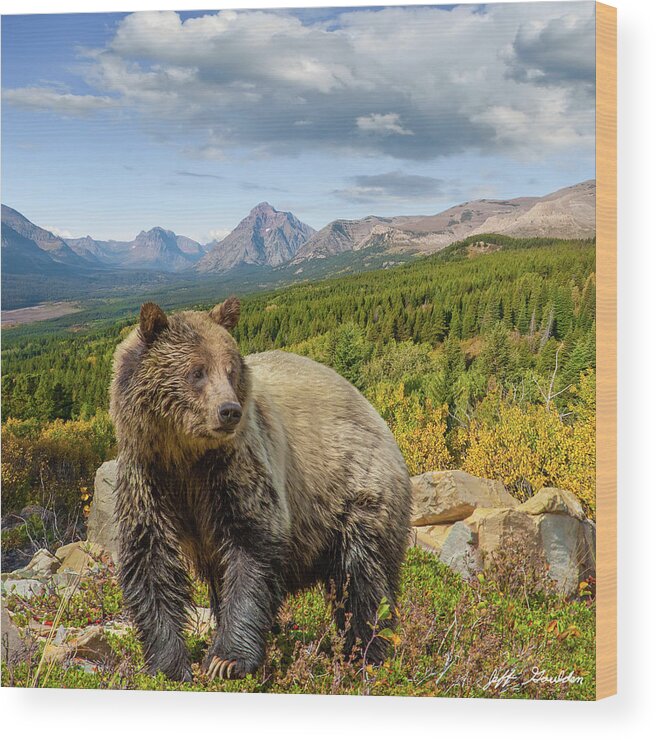 Adult Wood Print featuring the photograph Grizzly Bear in Glacier National Park by Jeff Goulden
