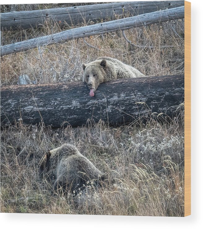 Grizzly Wood Print featuring the photograph Grizzly Tongue by Paul Freidlund