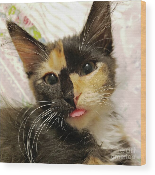 Kitten; Cute Kitten; Cat; Cute Cat; Tortoiseshell; Calico; Cute; Animal; Pet; Funny; Tongue; Silly; Happy; Square Wood Print featuring the photograph Harlequin by Tina Uihlein