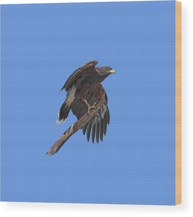 Harris Hawk Wood Print featuring the photograph Harris Hawk - Transparent by Nikolyn McDonald
