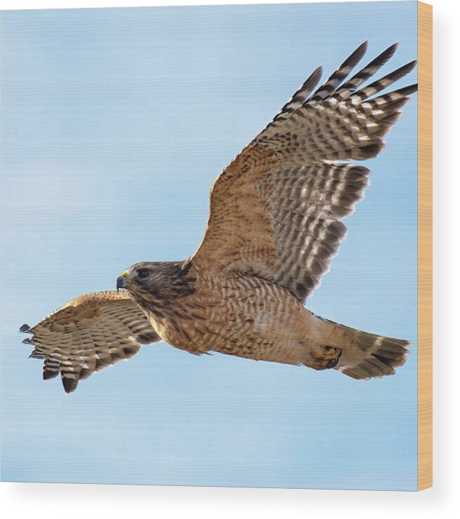Hawk Wood Print featuring the photograph Hawk in Flight by Linda Shannon Morgan