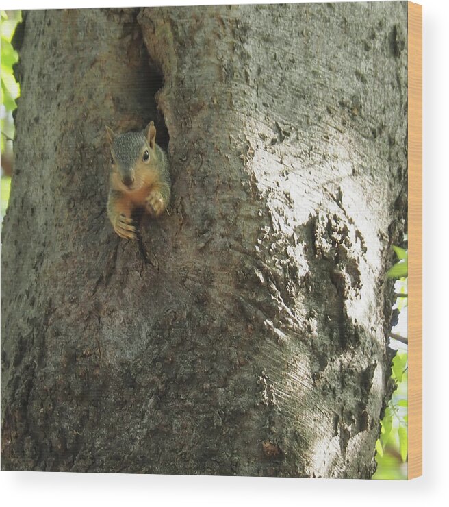 Squirrel Wood Print featuring the photograph Hi There by C Winslow Shafer