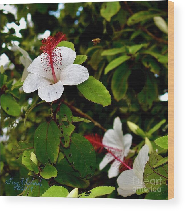 Square Wood Print featuring the photograph Hibiscus and Honey Bee by Gary F Richards