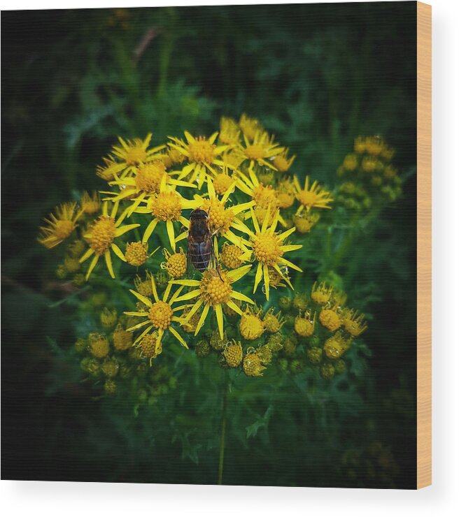 Yellow Flowers Wood Print featuring the photograph Honey Bee on Ragworth by Mark Callanan