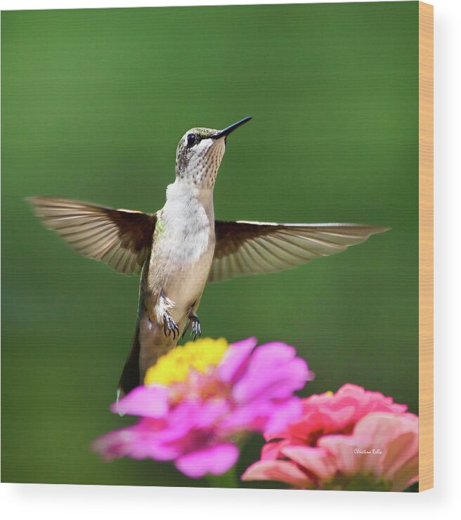Hummingbird Wood Print featuring the photograph Hummingbird by Christina Rollo