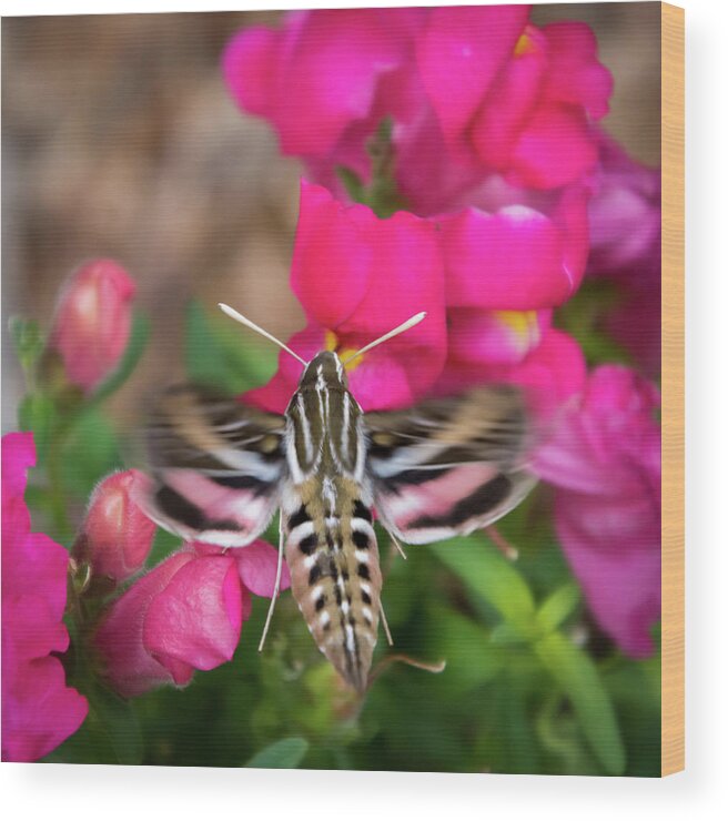 Colorado Flowers Wood Print featuring the photograph Hummingbird Moth in Motion by Debra Martz