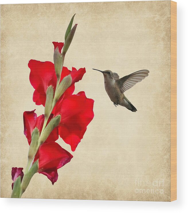 Hummingbird Wood Print featuring the photograph Hummingbird with Red Gladiolus Creative by Carol Groenen