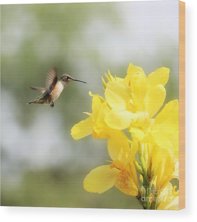 Beckoning Wood Print featuring the photograph Hummingbird with Yellow Canna Lily Square by Carol Groenen