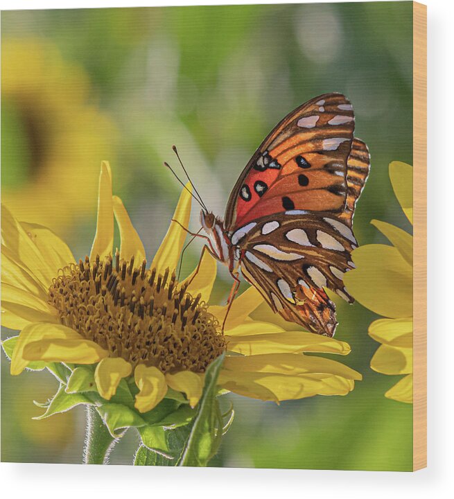 Insect Wood Print featuring the photograph Hungry Butterfly by Jamie Tyler