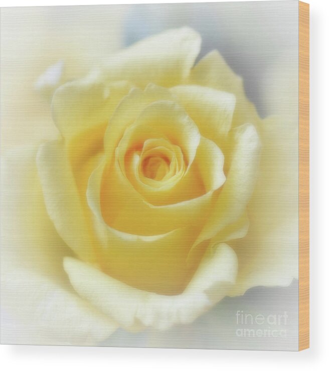 Rose Wood Print featuring the photograph Hybrid Tea Rose - Yellow by Yvonne Johnstone