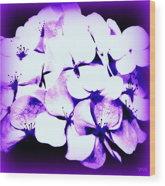 Viva Wood Print featuring the photograph Hydrangea Moderne by VIVA Anderson