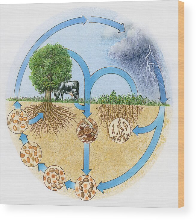One Animal Wood Print featuring the drawing Illustration showing nitrogen and hydrologic cycle by Dorling Kindersley