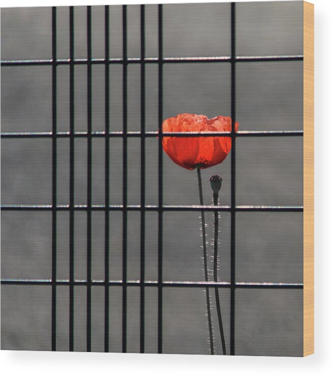 Poppy Wood Print featuring the photograph Square - Imprisoned Poppy by Stuart Allen