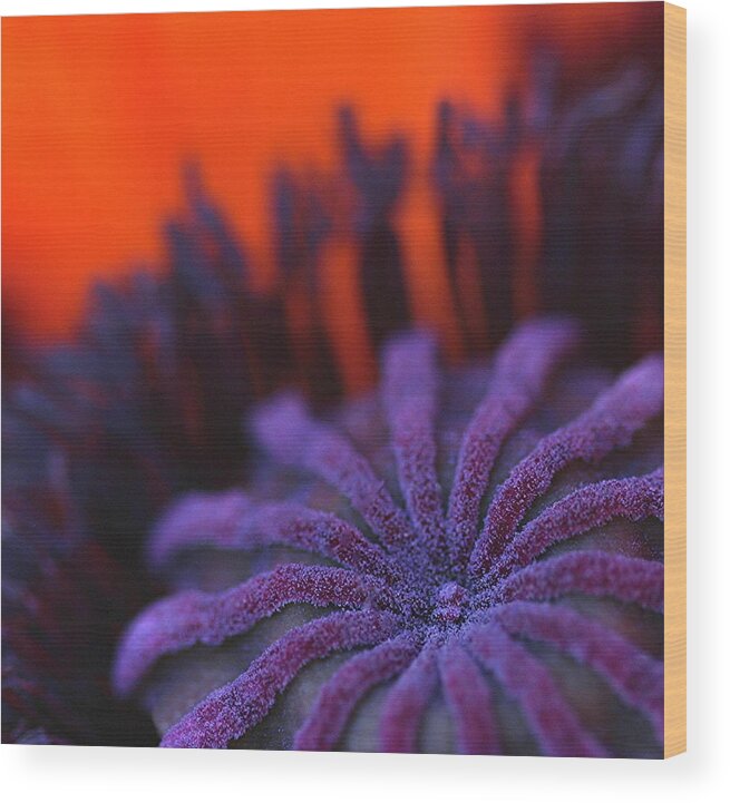 Macro Wood Print featuring the photograph Inside Poppy 0607 by Julie Powell