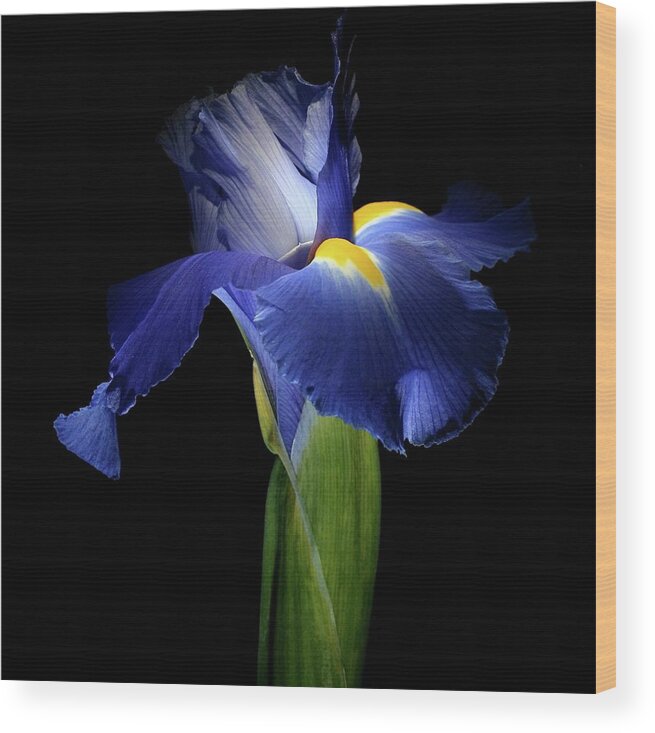 Macro Wood Print featuring the photograph Iris 041907 by Julie Powell