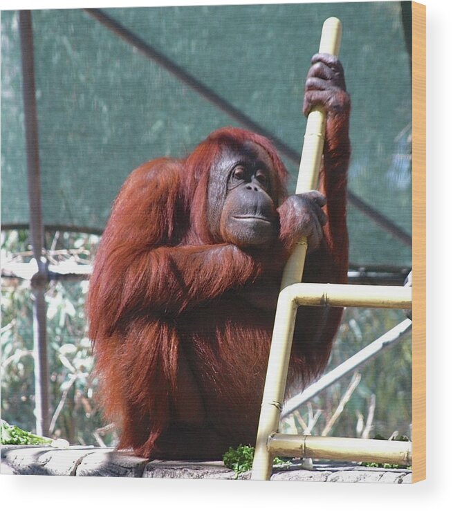 Orangutang Wood Print featuring the photograph It's My Fiftieth Birthday by Dorsey Northrup