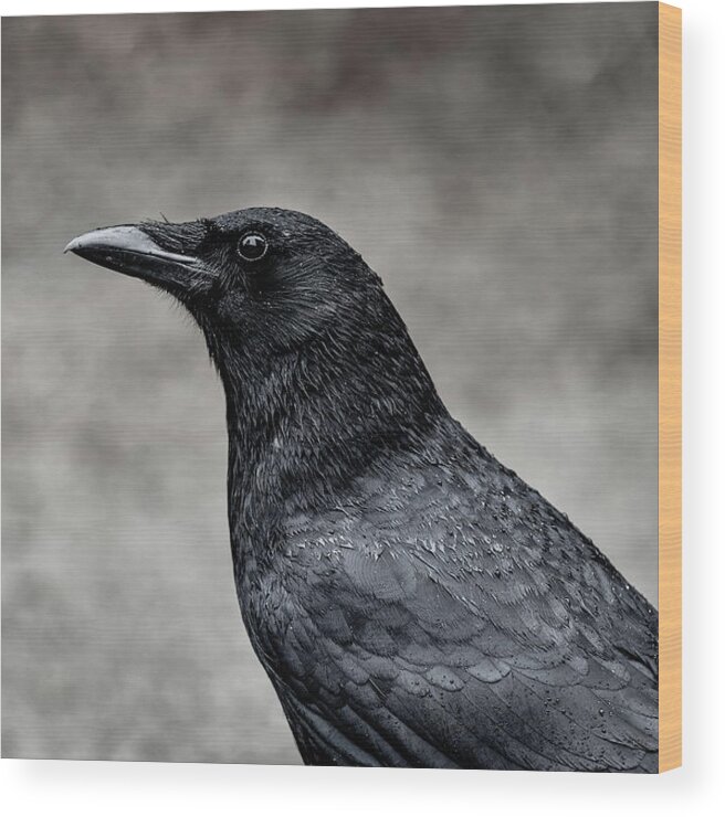 Crow Wood Print featuring the photograph It's the same story the crow told me by Gary Kochel