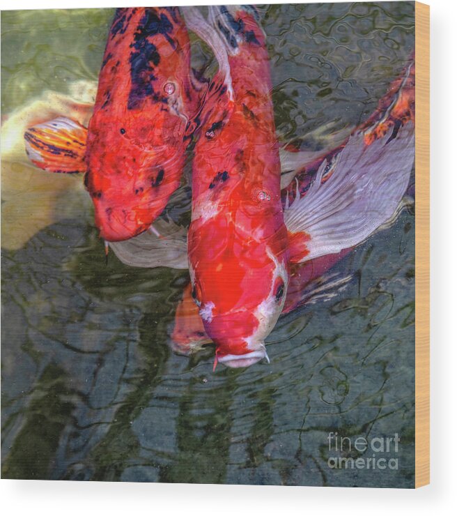 Koi Fish Wood Print featuring the photograph Japanese Koi Fish Four by Elisabeth Lucas