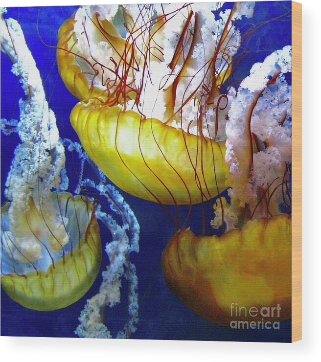 Ocean Wood Print featuring the photograph Jellies 1 by Wendy Golden