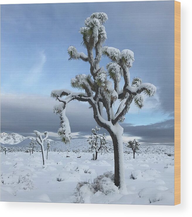 Joshua Tree Wood Print featuring the photograph Joshua Tree in the Snow #1 by Perry Hoffman