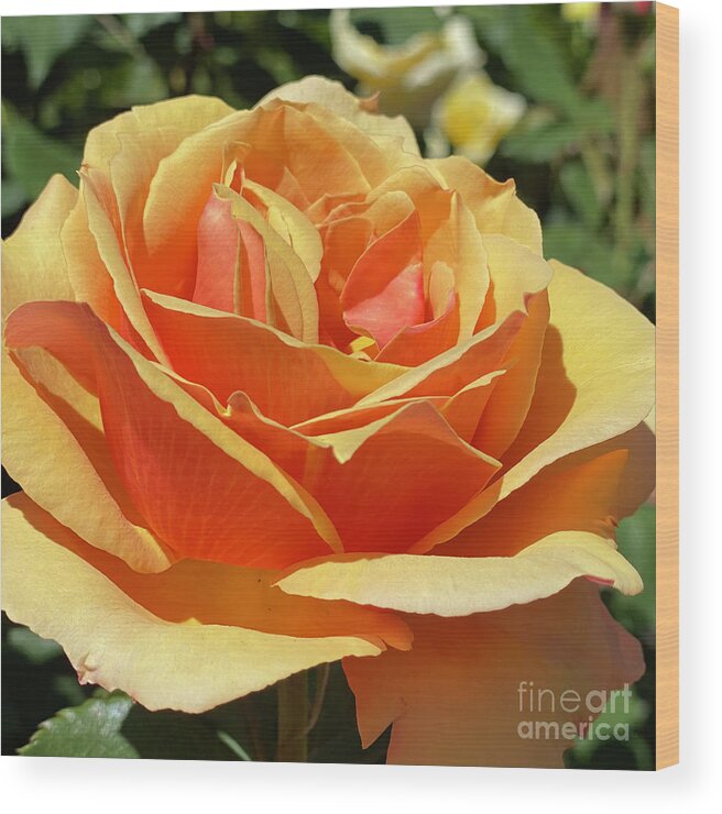 Peach Wood Print featuring the photograph Just Peachy 2 by Wendy Golden