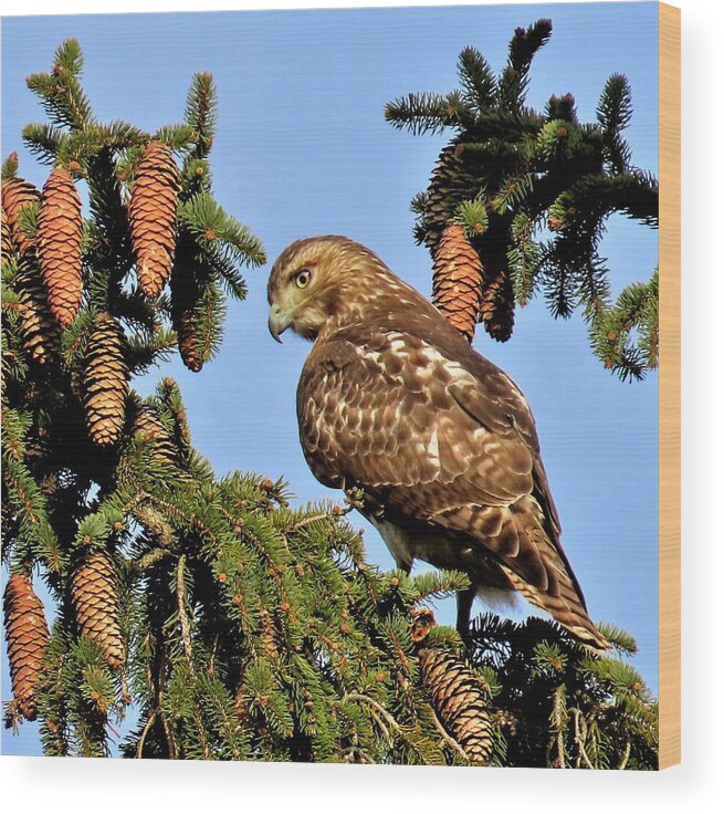 Birds Wood Print featuring the photograph Juvenile Red-Tailed Hawk Perched Among the Pine Cones by Linda Stern