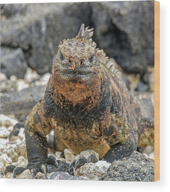 Adjectives# Wood Print featuring the photograph Close-up photography of a Galapagos Land Iguana by Henri Leduc
