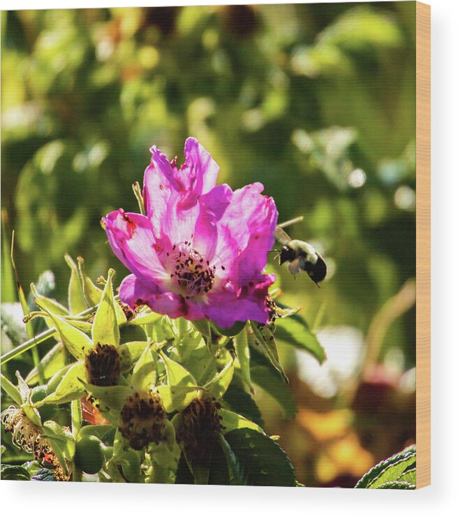 Flower Wood Print featuring the photograph Landing Bee by William Bretton