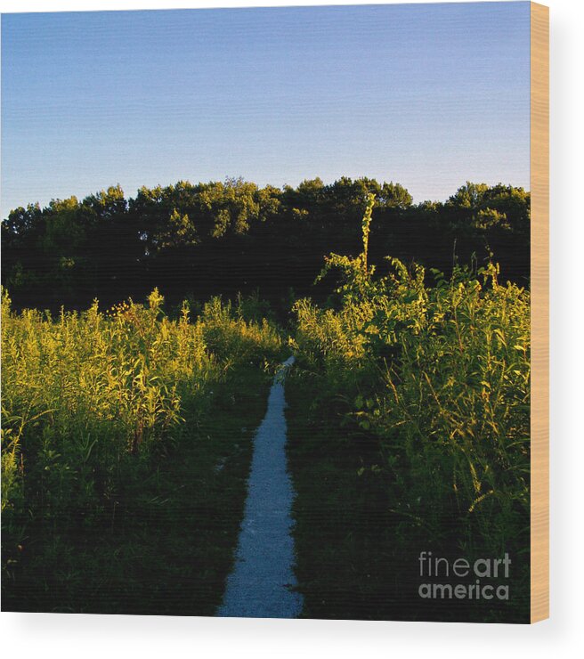 Natutre Wood Print featuring the photograph Last Light On The Preserve Trail by Frank J Casella