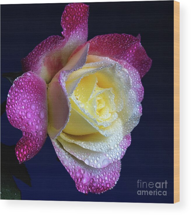 Rose Wood Print featuring the photograph Lavish by Doug Norkum