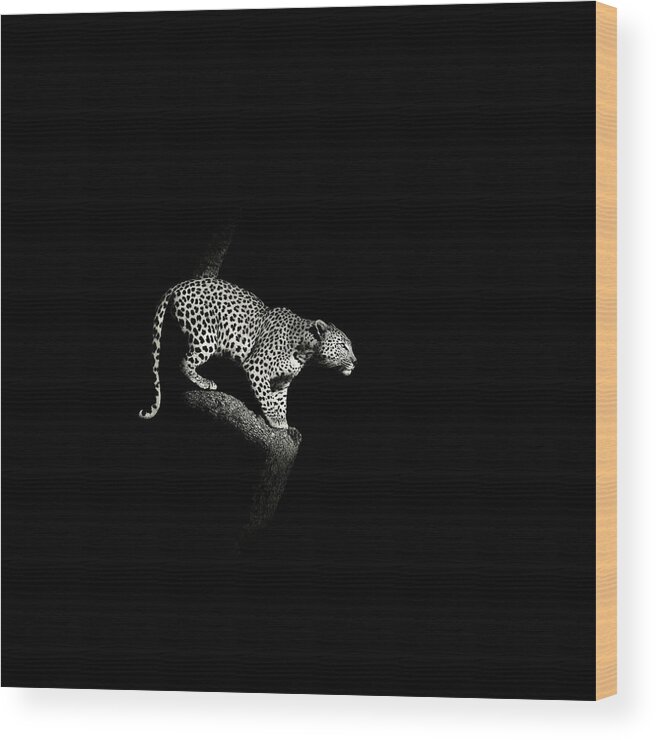 African Wood Print featuring the photograph Leopard crouching, South Africa by Stu Porter