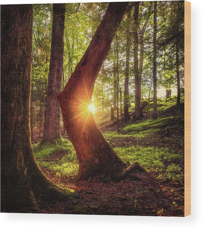 Bent Wood Print featuring the photograph Light Bending by SC Shank