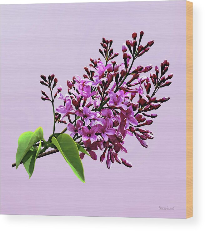 Lilacs Wood Print featuring the photograph Lilacs Starting to Open by Susan Savad