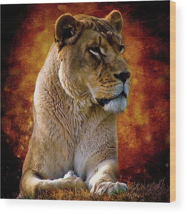 Lioness Wood Print featuring the photograph Lioness by Patrick Boening