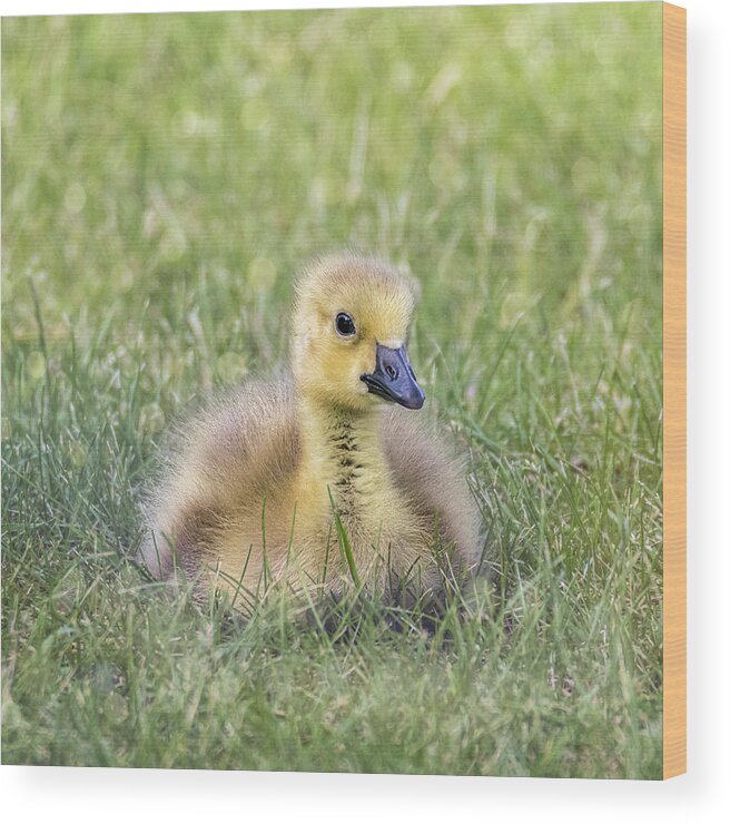 Goose Wood Print featuring the photograph Little Gosling Up Close by Patti Deters