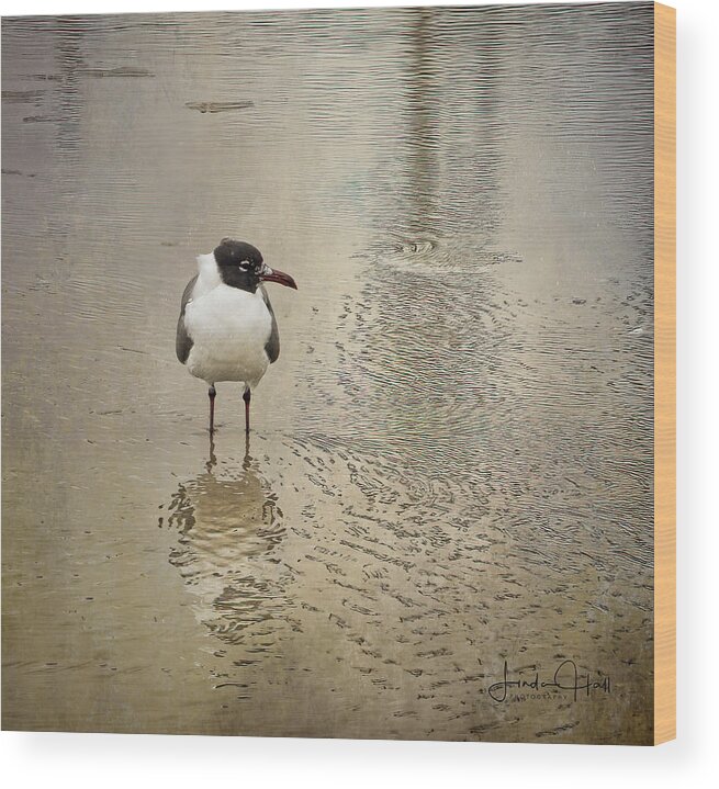 Seagull Wood Print featuring the photograph Lone Laughing Gull by Linda Lee Hall